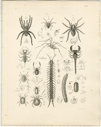 Antique Print-SPIDER-SCORPION-CENTIPEDE-Weidlich-Burmeister-1860