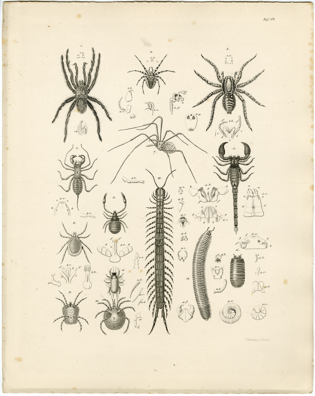 , Antique Print-SPIDER-SCORPION-CENTIPEDE-Weidlich-Burmeister-1860, Pictura Antique Prints