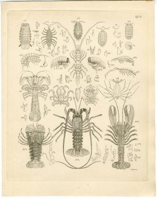 Antique Print-CRUSTACEAN-LOBSTER-CRAYFISH-SHRIMP-Weidlich-Burmeister-1860