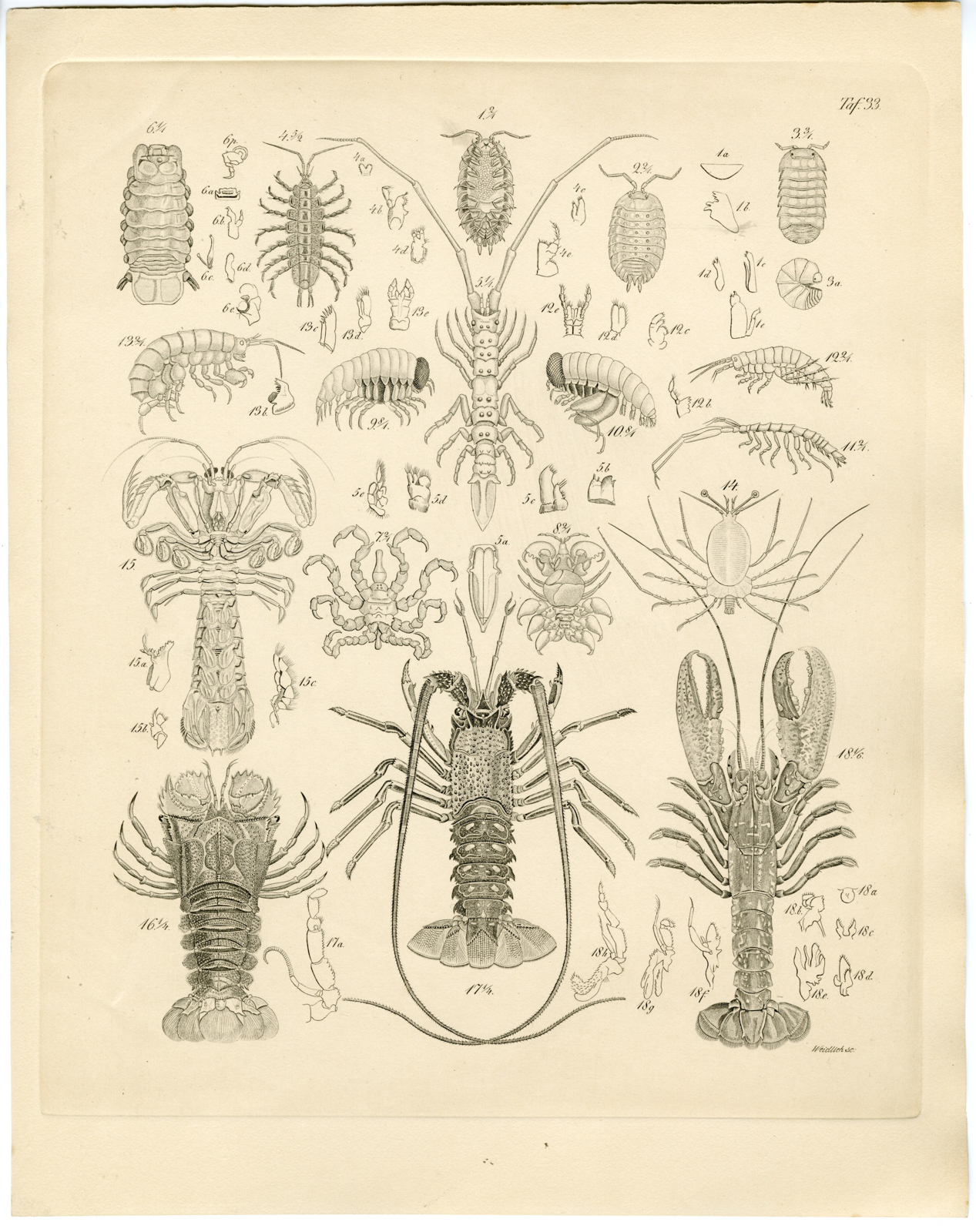, Antique Print-CRUSTACEAN-LOBSTER-CRAYFISH-SHRIMP-Weidlich-Burmeister-1860, Pictura Antique Prints