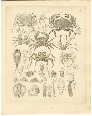Antique Print-CRUSTACEAN-CRAB-COPEPOD-Weidlich-Burmeister-1860