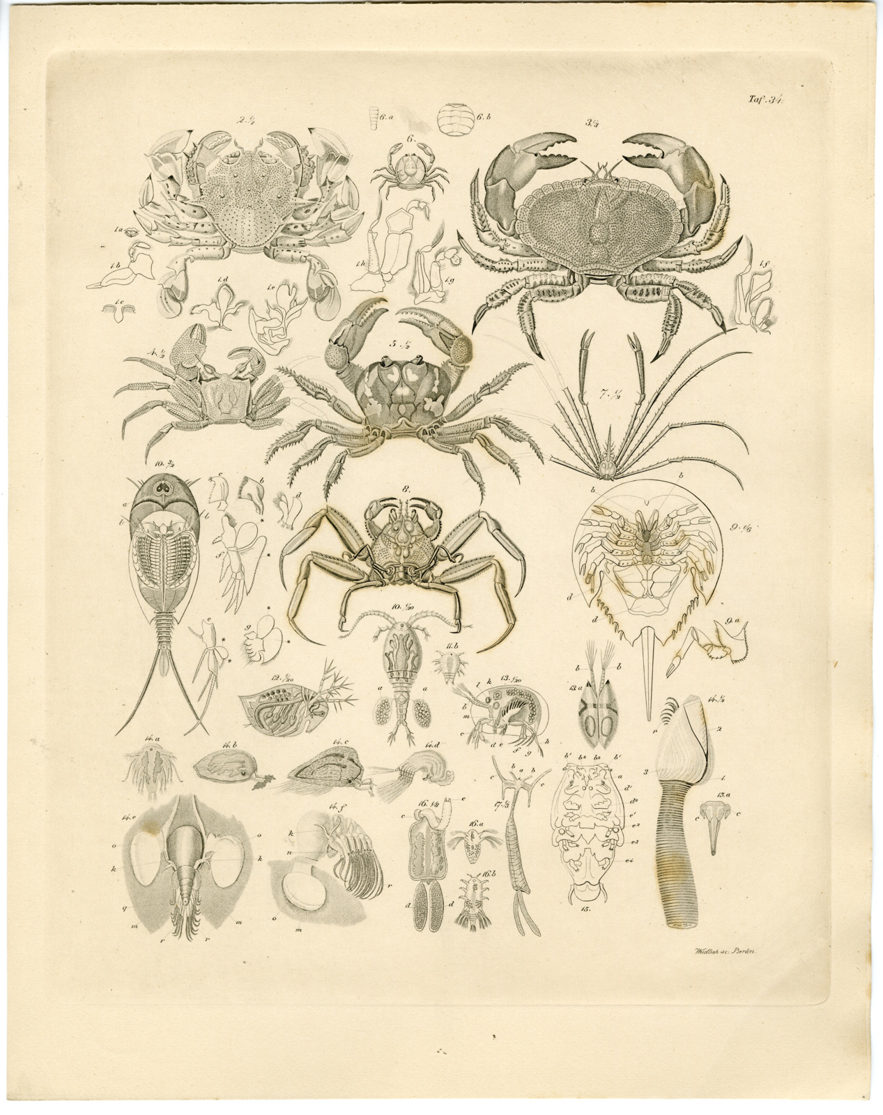 , Antique Print-CRUSTACEAN-CRAB-COPEPOD-Weidlich-Burmeister-1860, Pictura Antique Prints