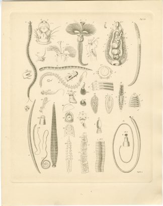 Antique Print-ANNELID-ISOPOD-MARINE WORM-Sieglich-Burmeister-1860