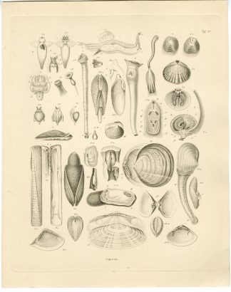 Antique Print-SEA SHELL-SNAIL-MOLLUSK-GASTROPOD-Sieglich-Burmeister-1860