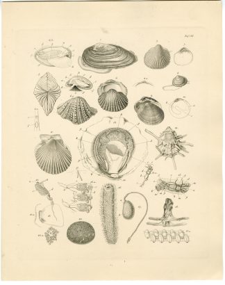 Antique Print-SEA SHELL-MOLLUSK-GASTROPOD-SCALLOP-Sieglich-Burmeister-1860