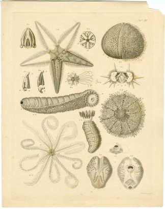 Antique Print-SEA URCHIN-STARFISH-ASTEROID-Lingen-Burmeister-1860