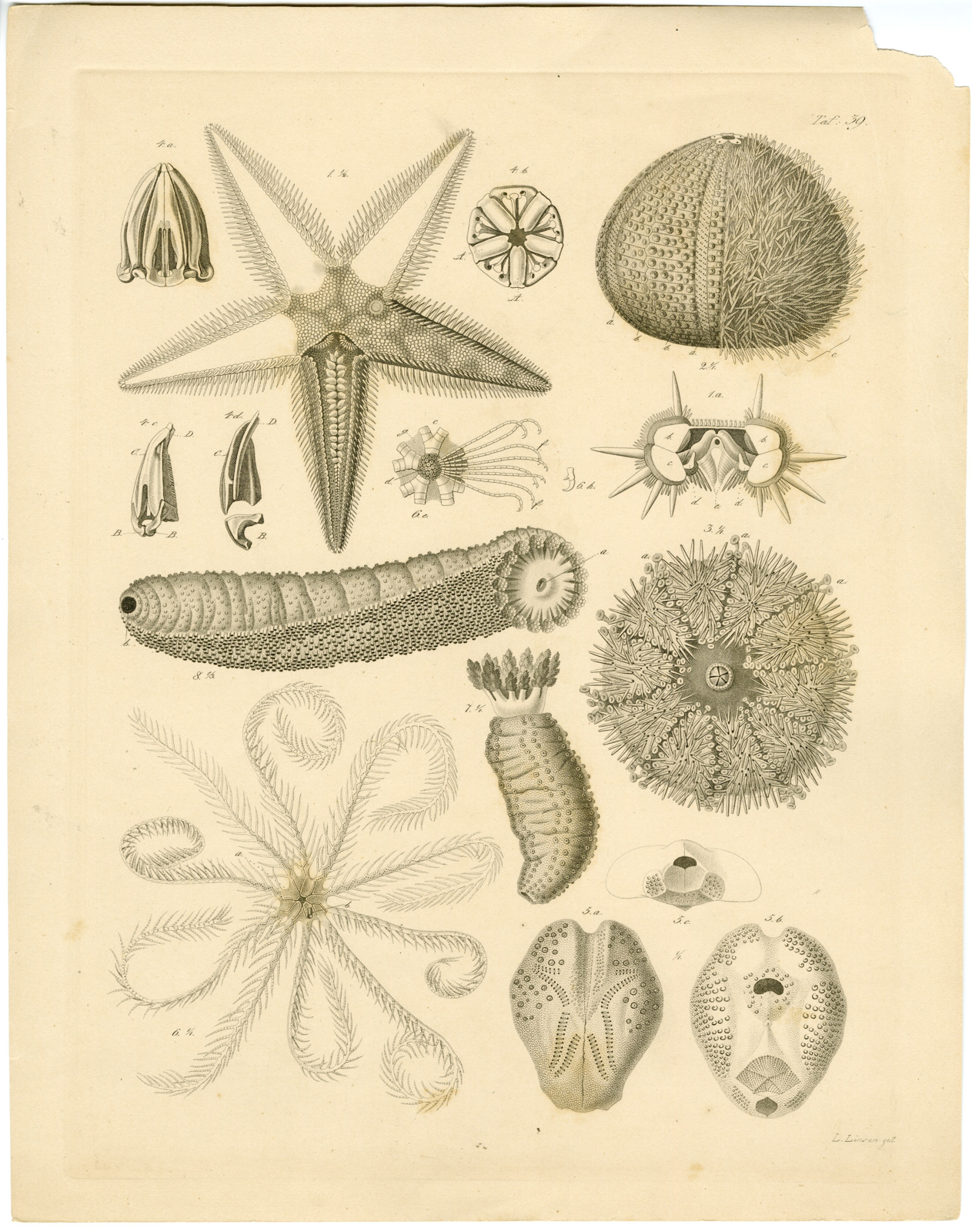 , Antique Print-SEA URCHIN-STARFISH-ASTEROID-Lingen-Burmeister-1860, Pictura Antique Prints