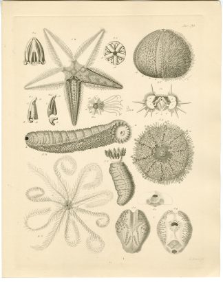 Antique Print-SEA URCHIN-STARFISH-ASTEROID-Lingen-Burmeister-1860