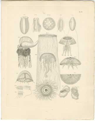 Antique Print-JELLYFISH-MEDUSAE-Weidlich-Burmeister-1860