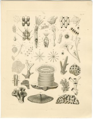 Antique Print-SEA POLYP-ANEMONE-CORAL-Lingen-Burmeister-1860