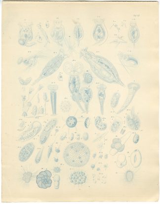 Antique Print-SEA ORGANISMS-PLANKTON-Burmeister-1860