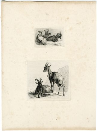 Antique Master Print-GOAT STUDIES-ZIEGEN-BOCK-Voltz-1845