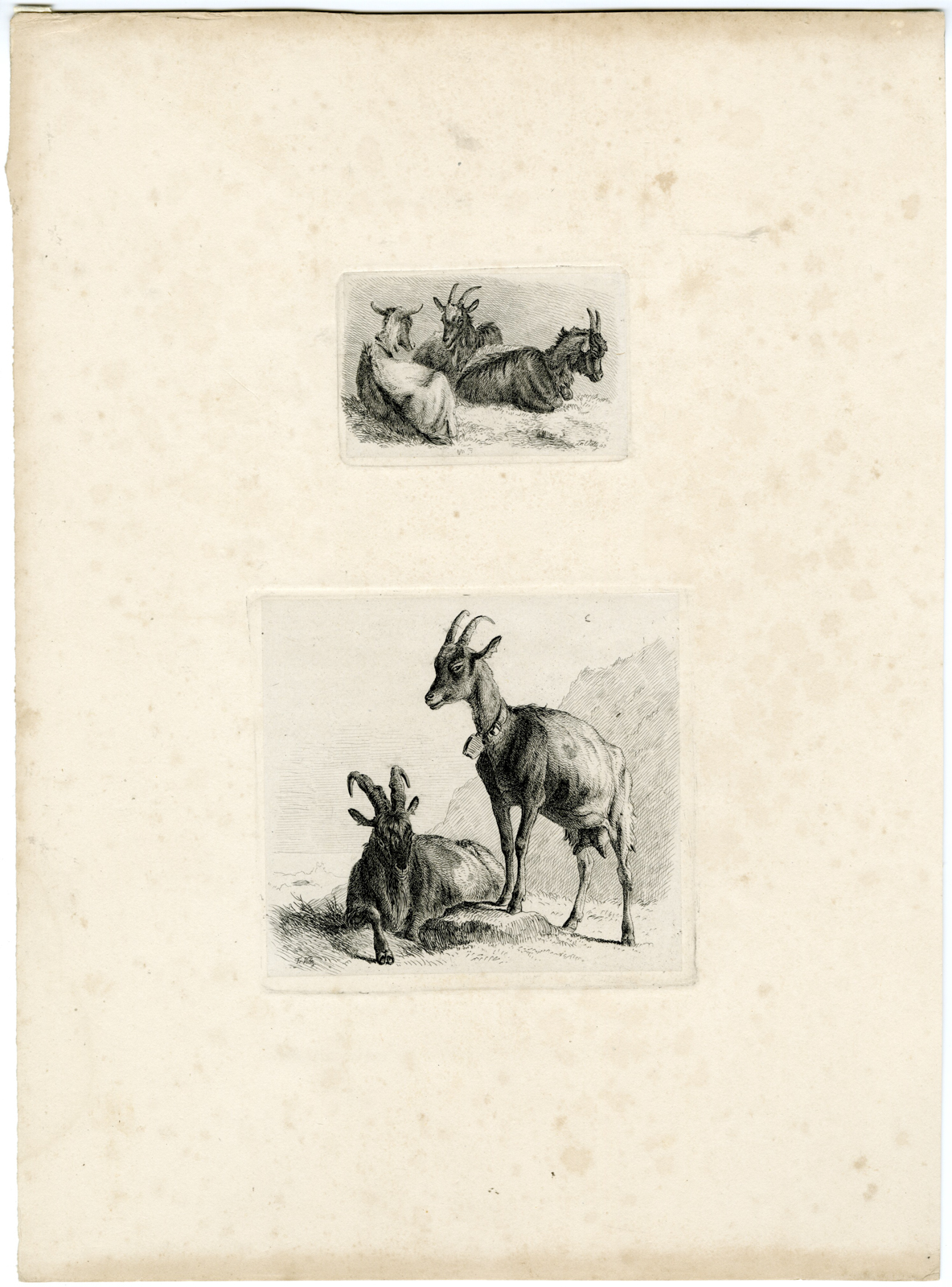 , Antique Master Print-GOAT STUDIES-ZIEGEN-BOCK-Voltz-1845, Pictura Antique Prints
