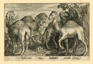 Antique Master Print-CAMELS-DROMEDARY-LANDSCAPE-de Bruyn-1594