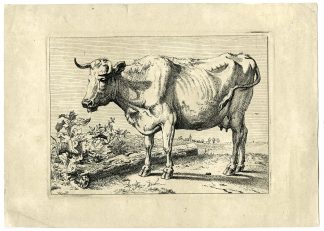 Antique Master Print-COWS WITH BEND HORNS-Potter-1650-1700