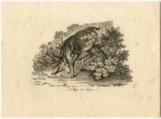 Antique Master Print-A-STAG-AT-BAY-HUNTING-ETCHING-Boydell-Berthoud-1820