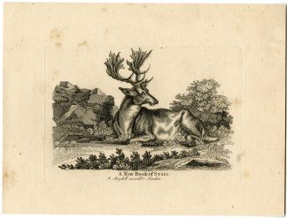 Antique Master Print-NEW-BOOK-STAGS-Boydell-Berthoud-1820