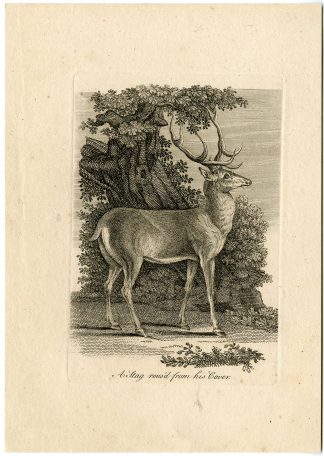 Antique Master Print-STAG-ROUSED-FROM-HIS-COVER-Boydell-Berthoud-1820