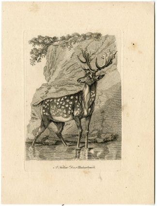 Antique Master Print-FALLOW-DEER-UNHARBOURED-Boydell-Berthoud-1820