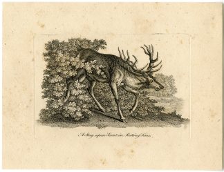 Antique Master Print-STAG-UPON-SCENT-IN-RUTTING-TIME-Boydell-Berthoud-1820