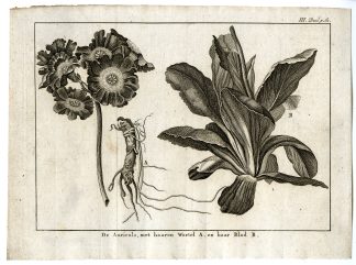 Antique Print-AURICULA-PLANT-ROOT-LEAF-BOTANICAL-ENGRAVING-PL.III.61-Pluche-1799