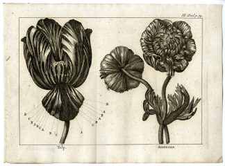 Antique Print-TULIP-ANEMONE-PL.III.74-Pluche-1799