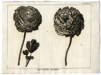 Antique Print-HALF-DOUBLE-RANUNCULES-PL.III.86-Pluche-1799