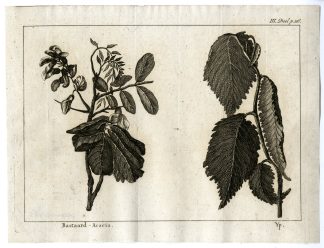 Antique Print-BASTARD ACACIA-PL.III.116-Pluche-1799