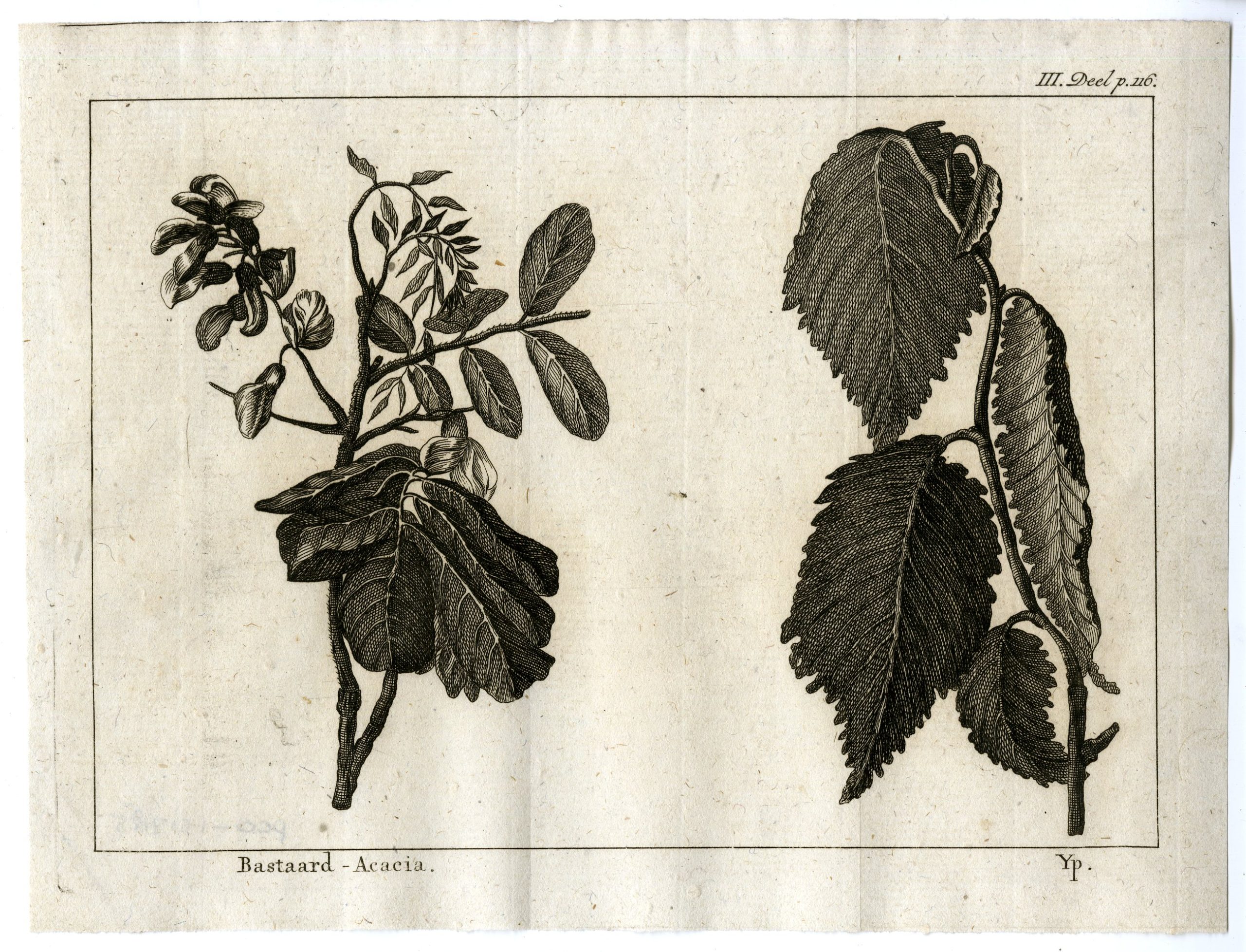 , Antique Print-BASTARD ACACIA-PL.III.116-Pluche-1799, Pictura Antique Prints