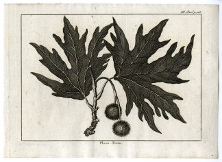 Antique Print-PLANE-TREE-PL.III.118-Pluche-1799