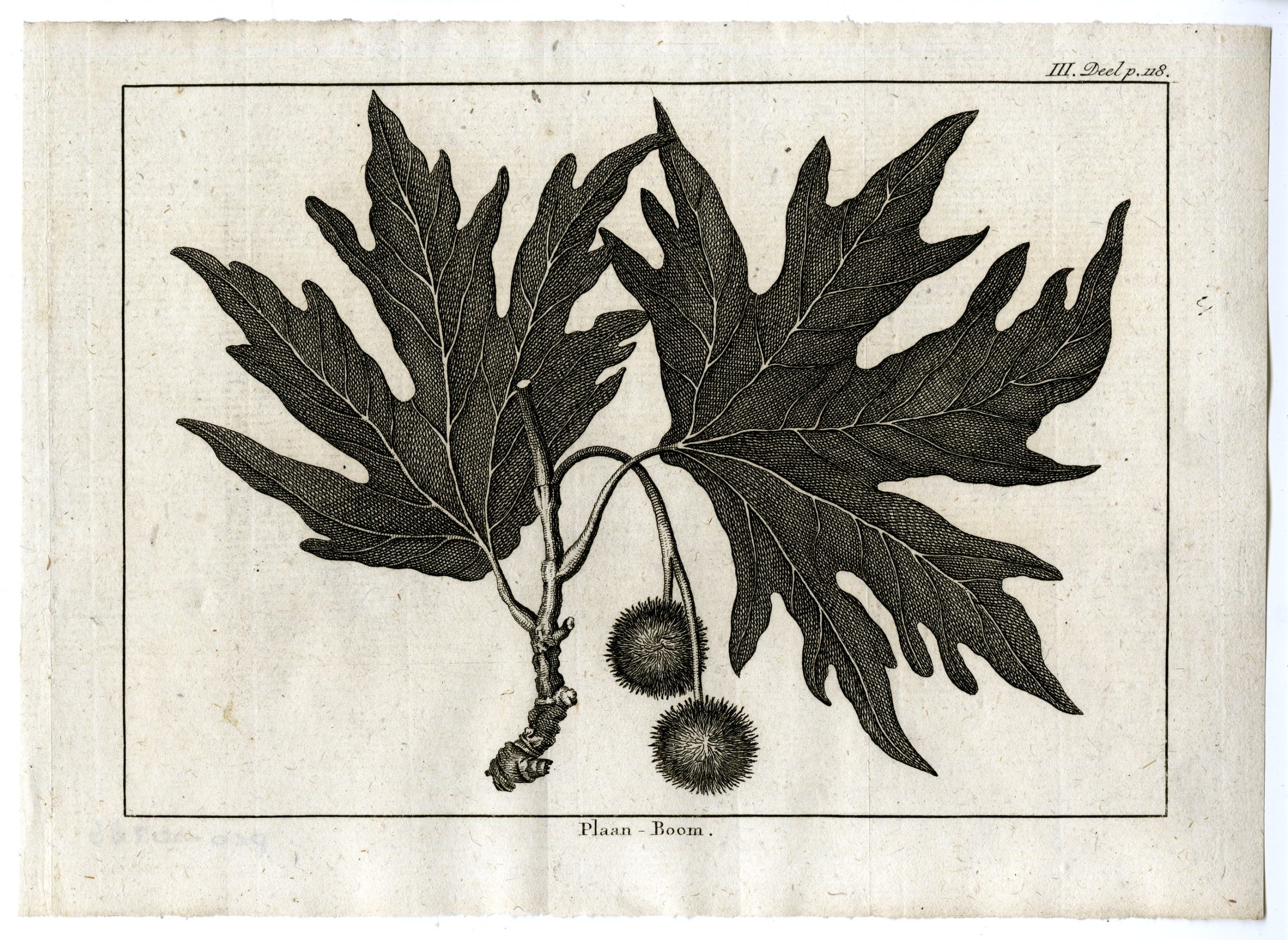 , Antique Print-PLANE-TREE-PL.III.118-Pluche-1799, Pictura Antique Prints