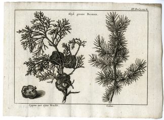 Antique Print-CYPRESS-CEDAR-PL.III.124.A-Pluche-1799