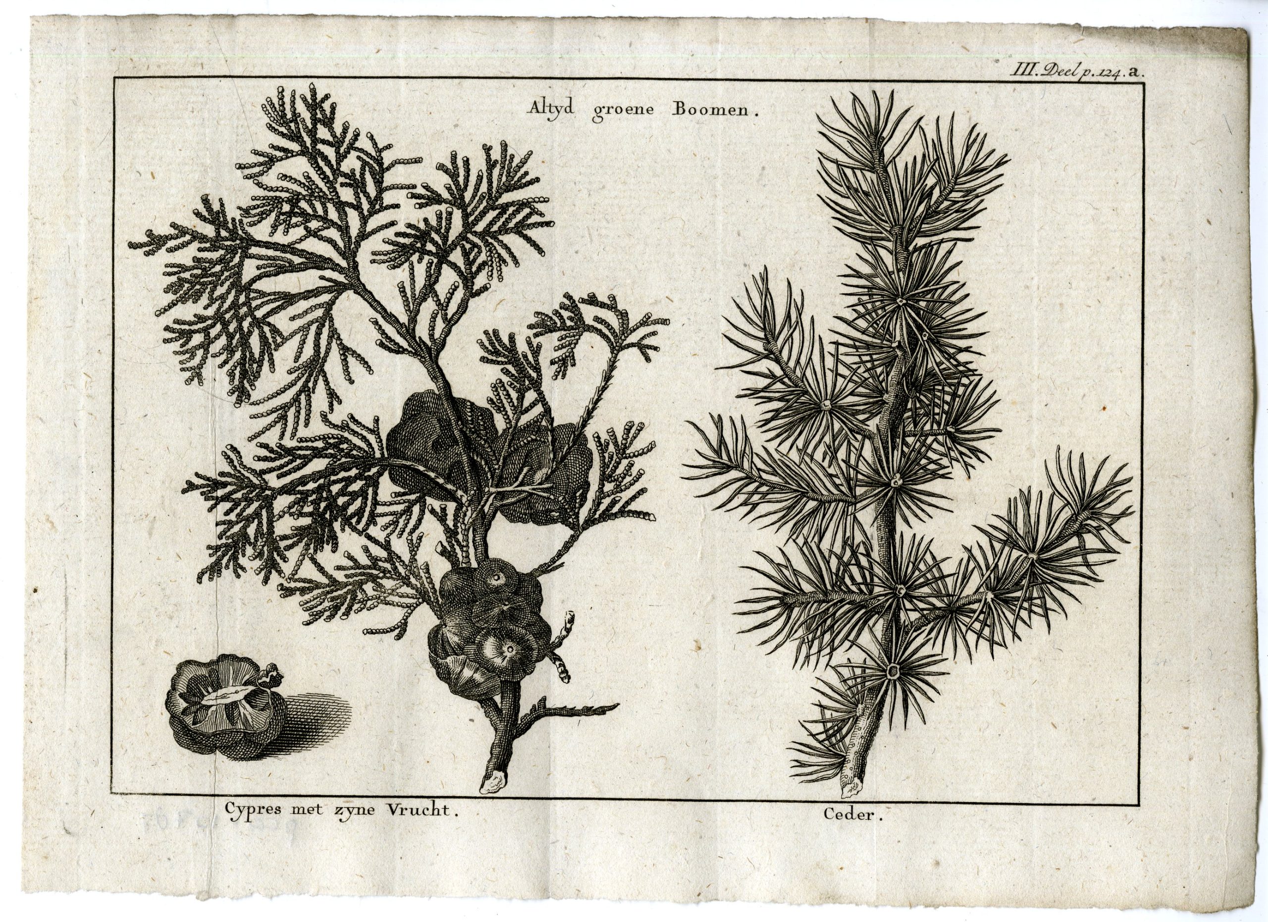 , Antique Print-CYPRESS-CEDAR-PL.III.124.A-Pluche-1799, Pictura Antique Prints