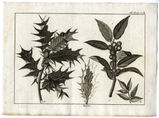 Antique Print-HOLLY-PL.III.124.B-Pluche-1799