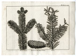 Antique Print-PINE-TREE-CONE-YEW-PL.III.124.C-Pluche-1799