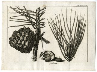 Antique Print-PINE-TREE-PL.III.124.D-Pluche-1799