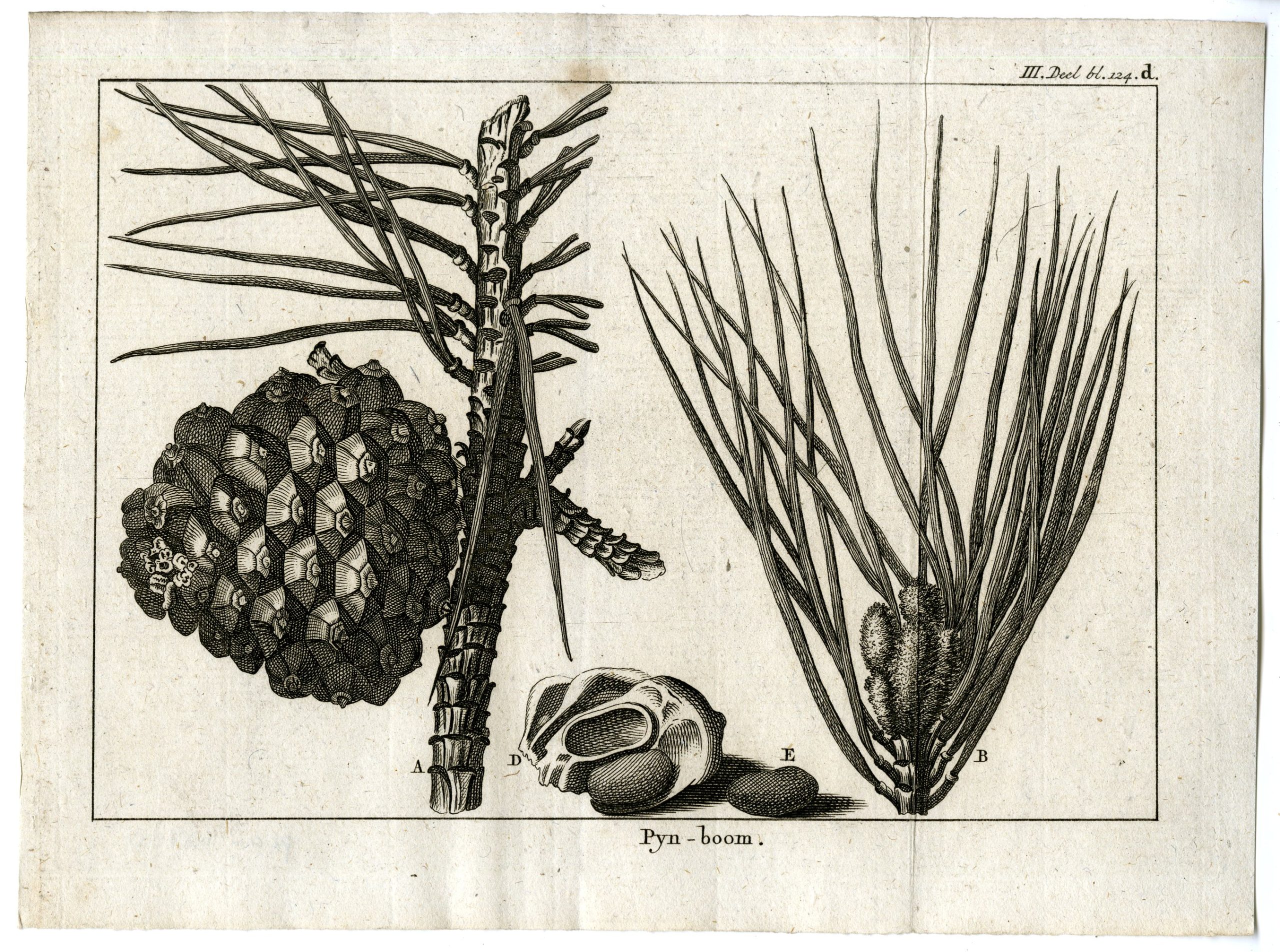 , Antique Print-PINE-TREE-PL.III.124.D-Pluche-1799, Pictura Antique Prints