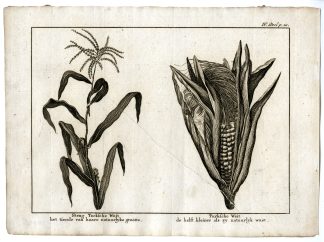 Antique Print-MAIZE-PL.IV.111-Pluche-1799