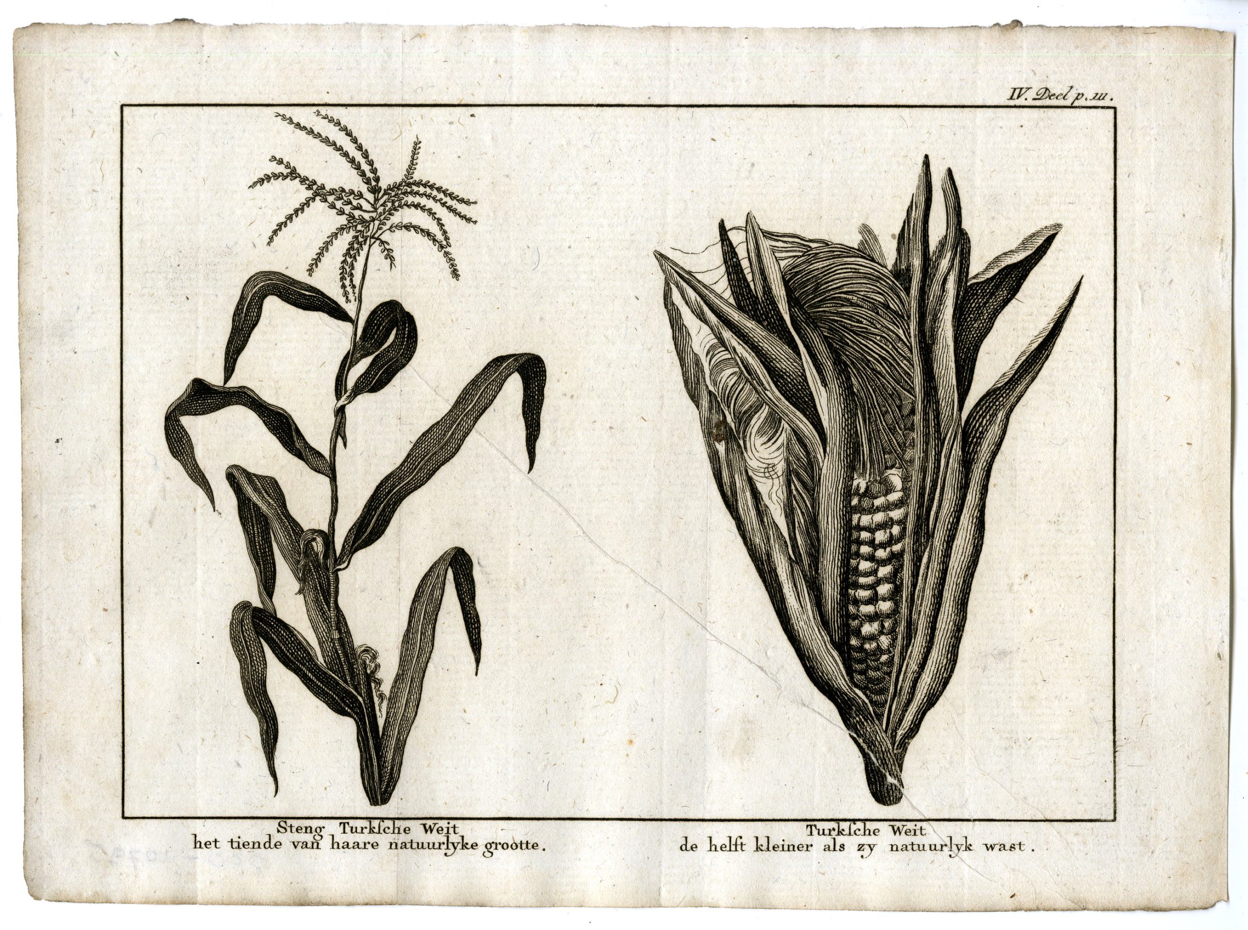 , Antique Print-MAIZE-PL.IV.111-Pluche-1799, Pictura Antique Prints