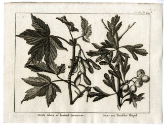 Antique Print-LARGE MAPLE-BASTARD SYCAMORE-FRENCH MEDLAR-PL.IV.293.B-Pluche-1799