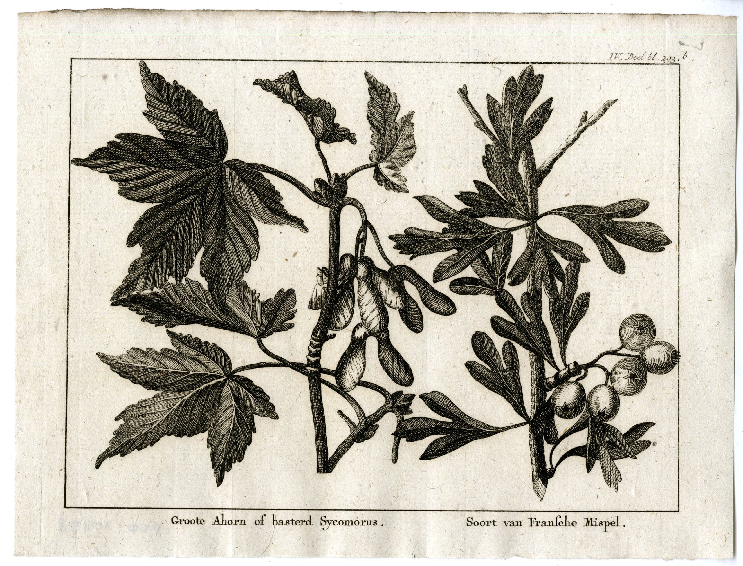 , Antique Print-LARGE MAPLE-BASTARD SYCAMORE-FRENCH MEDLAR-PL.IV.293.B-Pluche-1799, Pictura Antique Prints