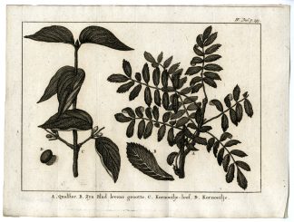 Antique Print-ALDER BUCKTHORN-CORNEL-LEAVES-PL.IV.293-Pluche-1799