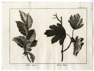 Antique Print-BEECH-TREE-LITTLE-MAPLE-PL.IV.293.A-Pluche-1799