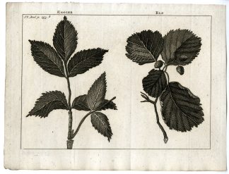 Antique Print-ASH-ALDER-PL.IV.293.B-Pluche-1799