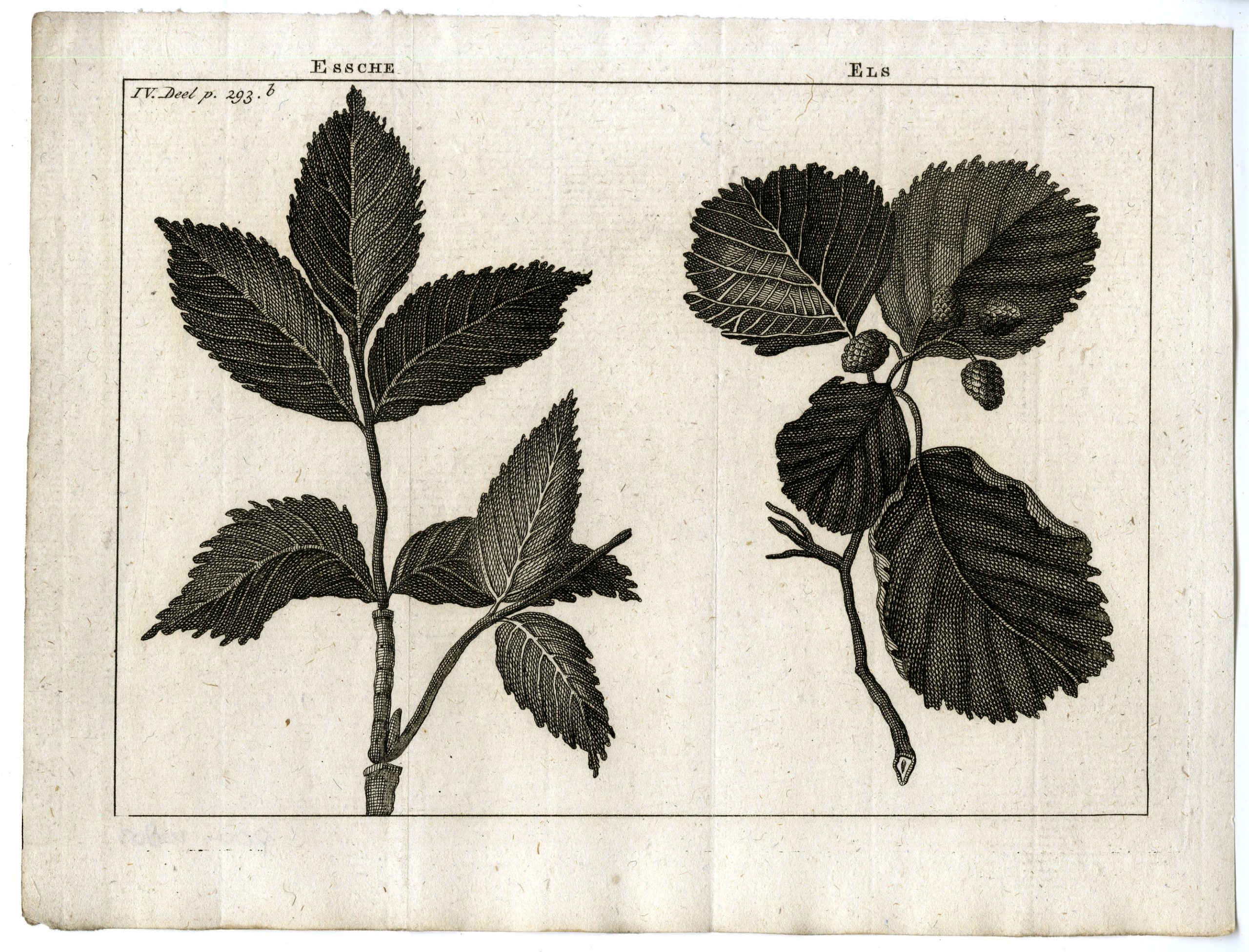 , Antique Print-ASH-ALDER-PL.IV.293.B-Pluche-1799, Pictura Antique Prints