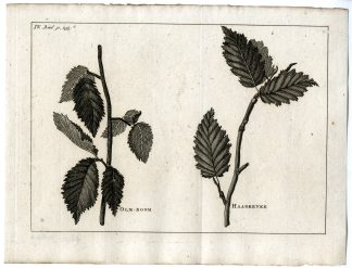 Antique Print-ELM-HORNBEAM-PL.IV.293.C-Pluche-1799
