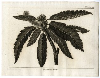 Antique Print-CHESTNUT-TREE-PL.IV.294-Pluche-1799