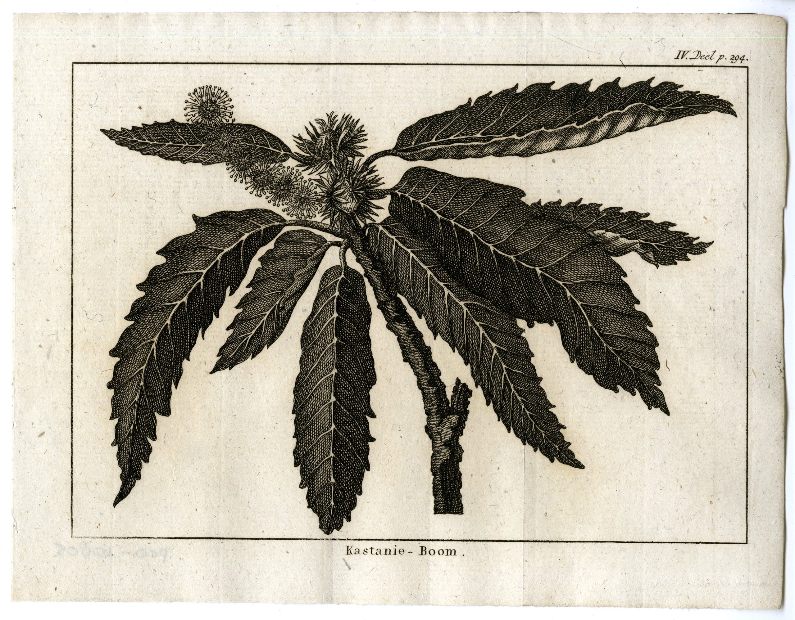 , Antique Print-CHESTNUT-TREE-PL.IV.294-Pluche-1799, Pictura Antique Prints
