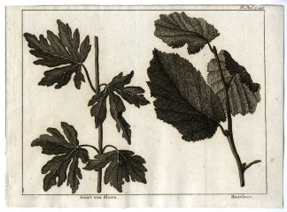 Antique Print-SPECIES-OF-MAPLE-FILBERT-PL.IV.296-Pluche-1799