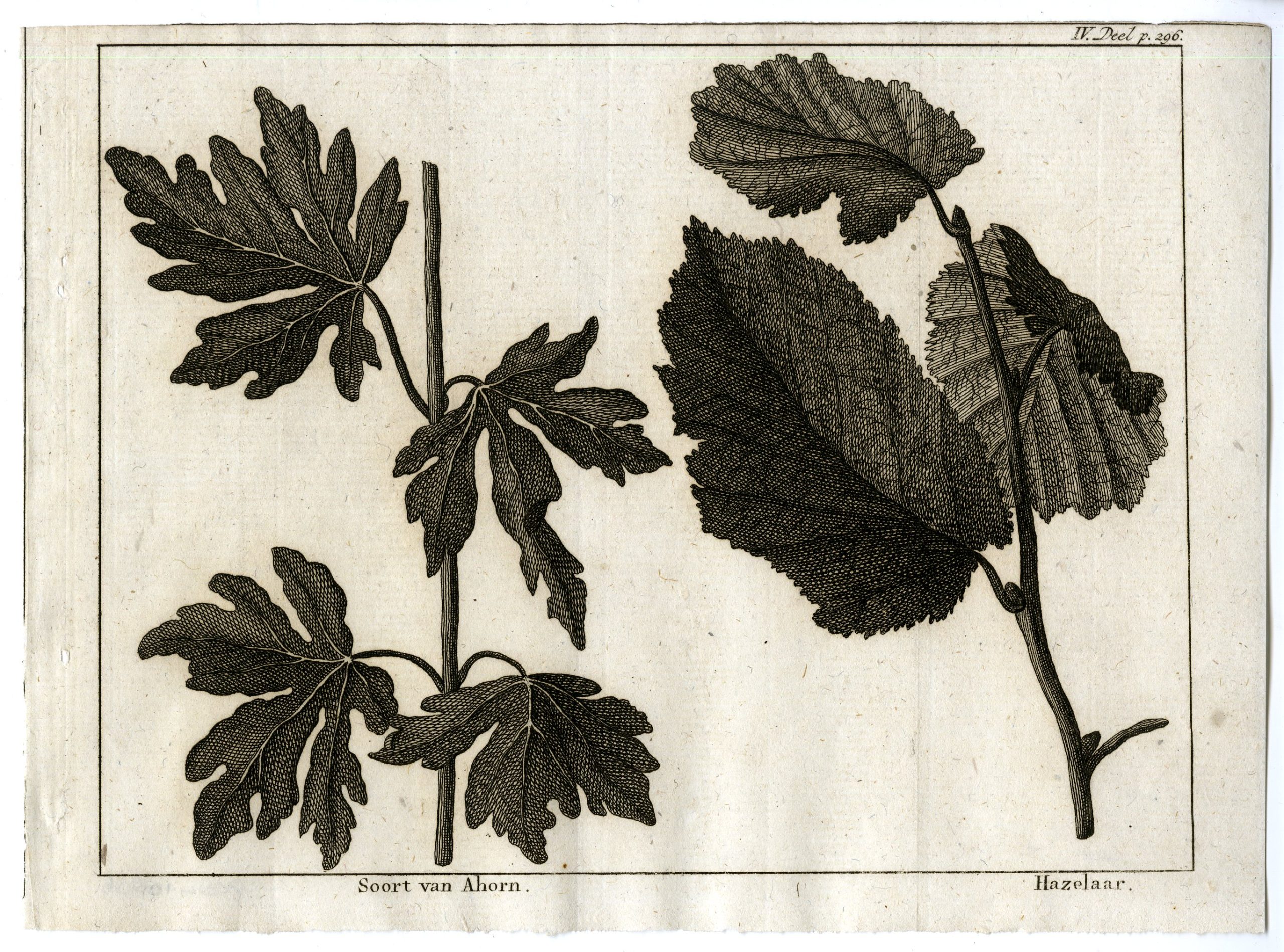 , Antique Print-SPECIES-OF-MAPLE-FILBERT-PL.IV.296-Pluche-1799, Pictura Antique Prints